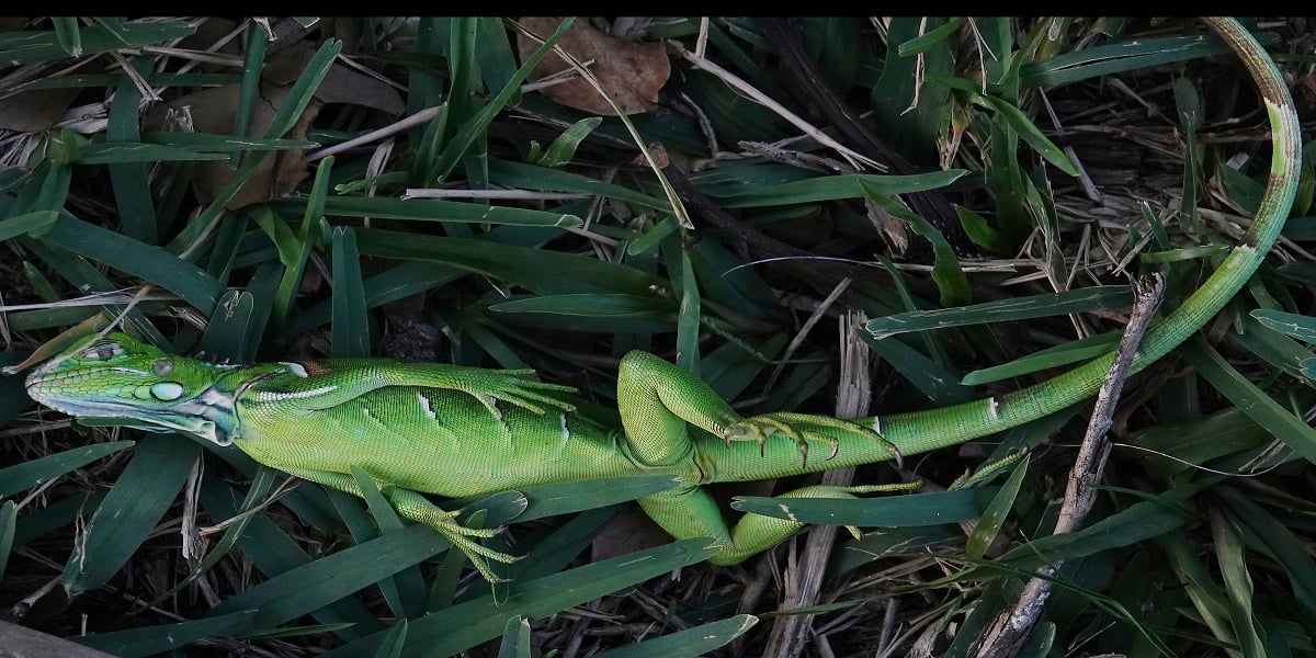 Iguanas