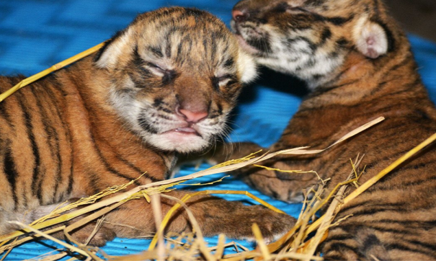 Nepal: Return of the tigers brings both joy and fear