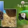 Watch: A parrot steals a GoPro and captures an incredible clip