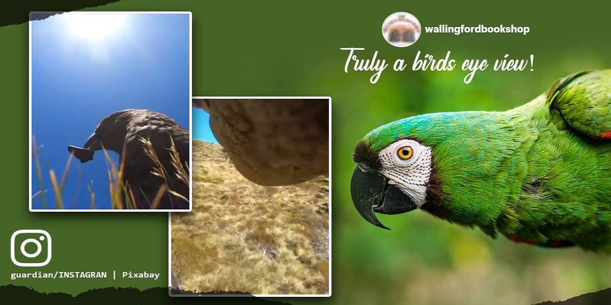 parrot