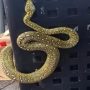 Sonic employees In Georgia branch report a python behind fryer