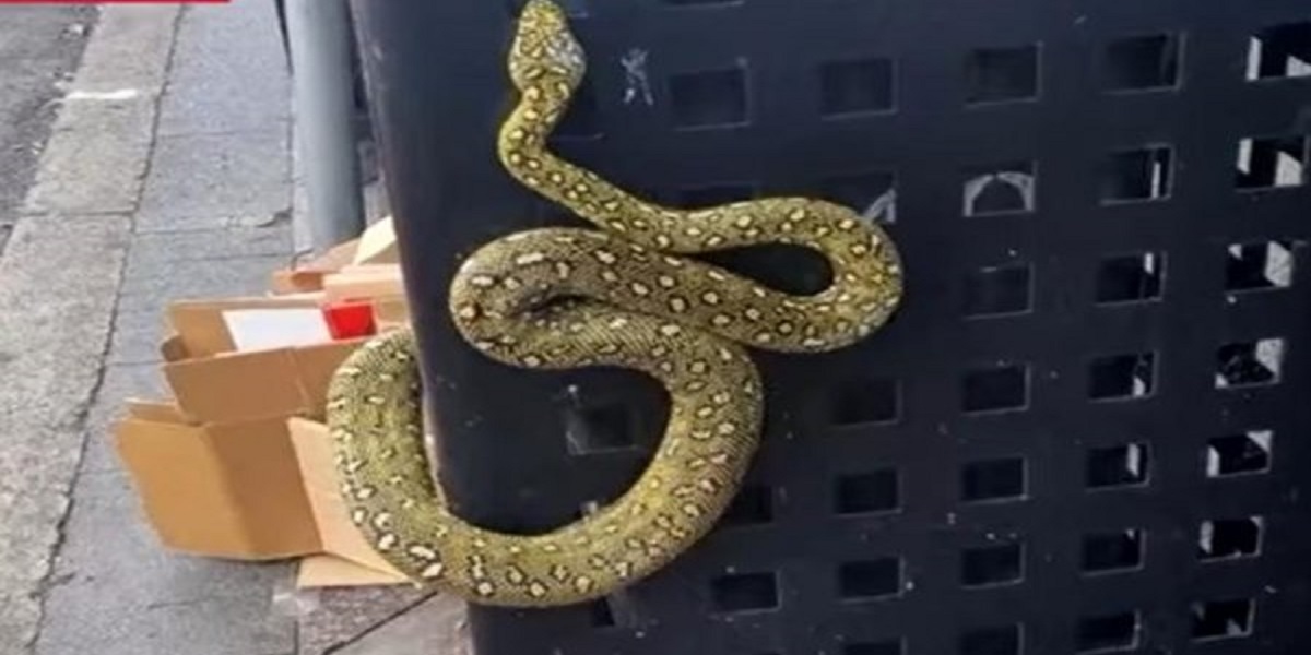 Diamond Head python