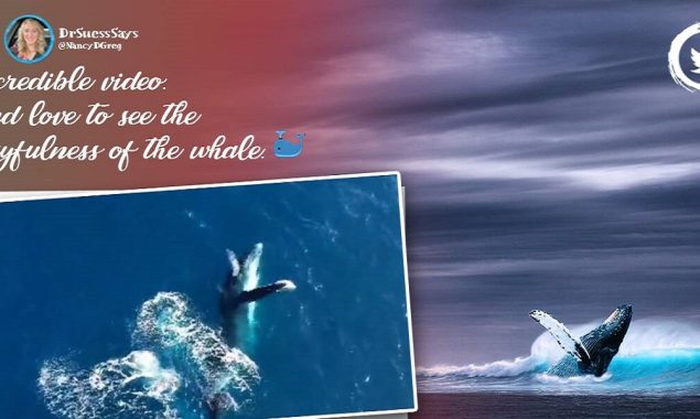 Watch Video: Dolphin and a humpback whale were seen whirling together