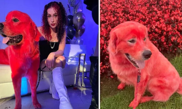 pet dog red