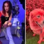 WATCH VIDEO: US TikToker dyes pet dog red. It’s animal abuse, Internet Reacts