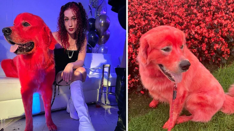 pet dog red