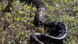 Burmese python