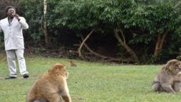 Watch Video: Zoo hires a Marvin Gaye to sing for the monkeys