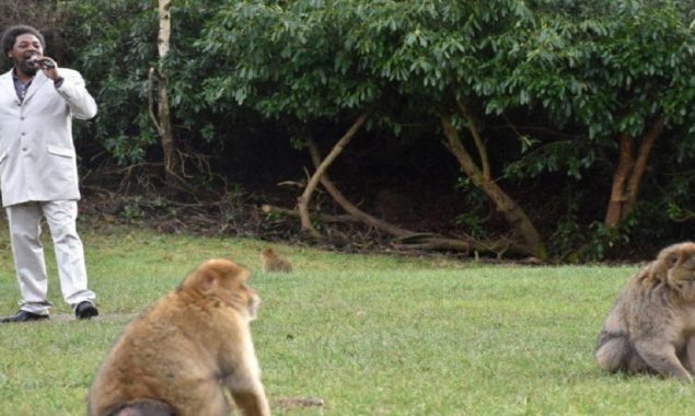 Watch Video: Zoo hires a Marvin Gaye to sing for the monkeys