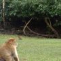 Watch Video: Zoo hires a Marvin Gaye to sing for the monkeys