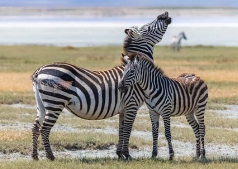 zebra