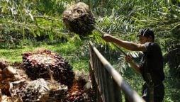 Commodities drive Indonesia