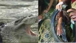 Viral: Motorbike tyre was removed from a crocodile’s neck after 6 years