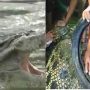 Viral: Motorbike tyre was removed from a crocodile’s neck after 6 years