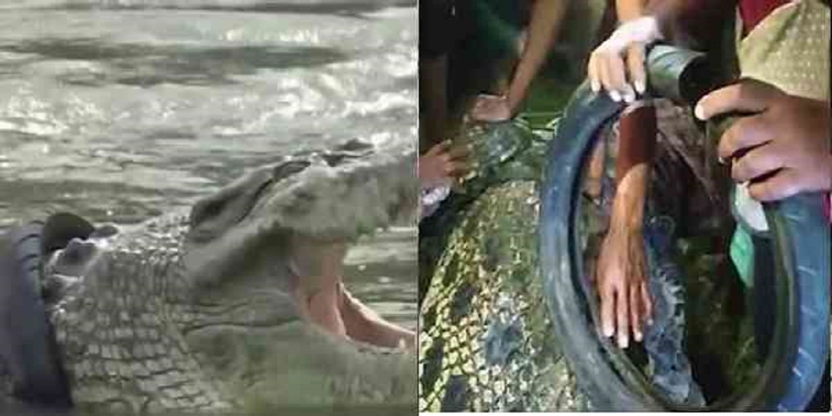 crocodile's neck