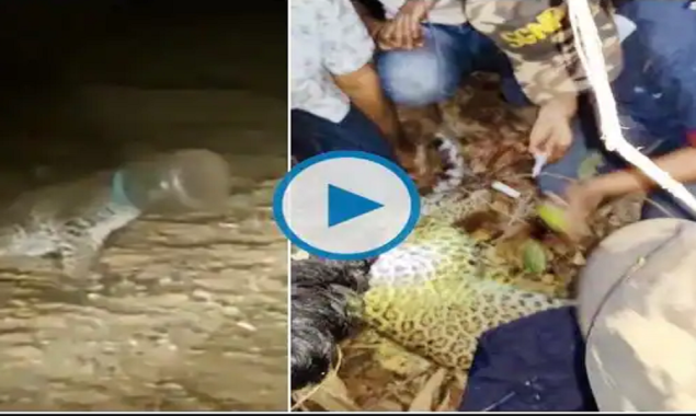 Forest officials rescued a leopard cub with its head stuck in a plastic bottle