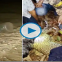 Forest officials rescued a leopard cub with its head stuck in a plastic bottle