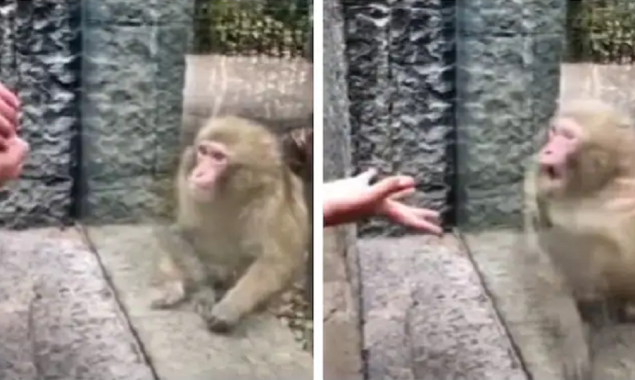 Viral video: Monkeys stunned to see magic tricks by the visitor in zoo