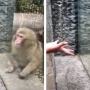 Viral video: Monkeys stunned to see magic tricks by the visitor in zoo