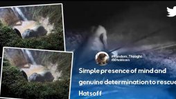 Elephant fell into a pit. Here’s how forest officials used water to save it