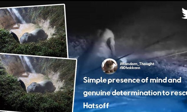 Elephant fell into a pit. Here’s how forest officials used water to save it