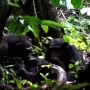Watch Video: Chimpanzee mother applies insect to son’s wound