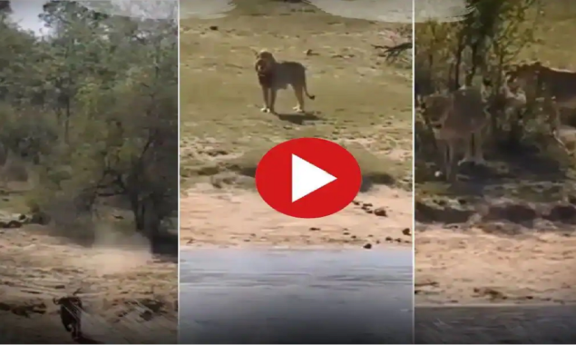 Buffalo flee from the lion assault but is caught by a crocodile