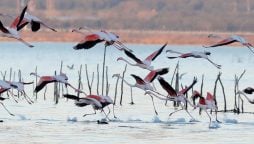 Climate change fuels drop in Albania’s migrant birds