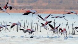 Albania's migrant birds