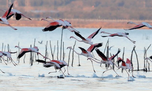 Albania's migrant birds