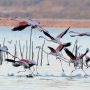 Climate change fuels drop in Albania’s migrant birds