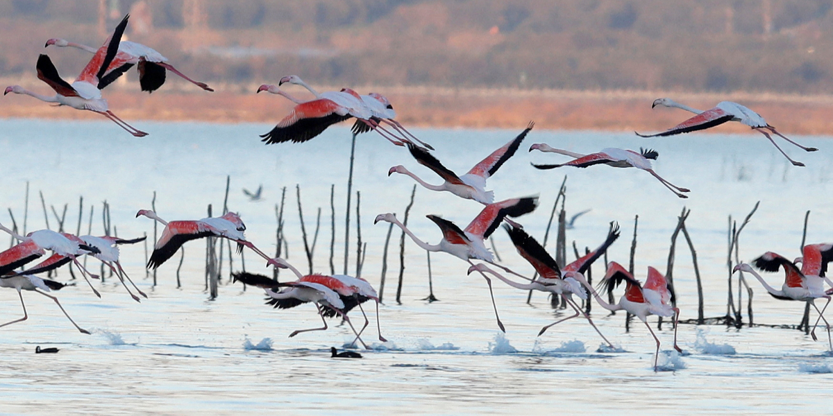Albania's migrant birds