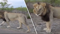lioness