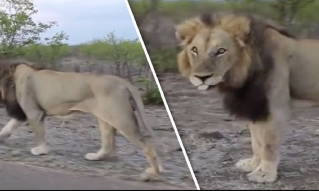lioness
