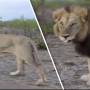 Horrifying video: lioness approaches the travellers