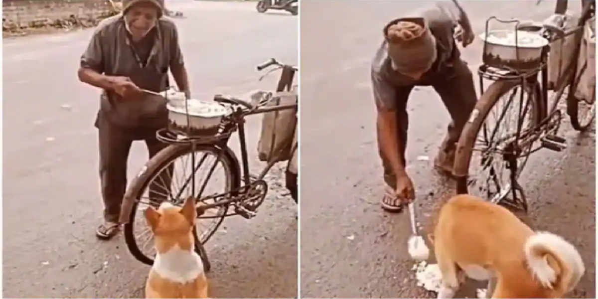 Stray Dog