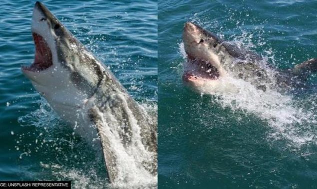 Shark Attack Australia