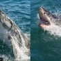 WATCH VIDEO: Shark Attack Australia, A swimmer was killed by a shark in a terrible attack
