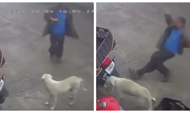 A man tries to kick a stray dog but falls hard. Perfect karma, says netizens