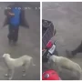A man tries to kick a stray dog but falls hard. Perfect karma, says netizens