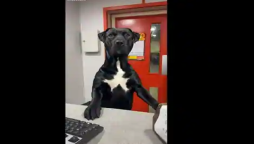 Viral: Doggo appears to be overwhelmed on his first day at work