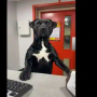 Viral: Doggo appears to be overwhelmed on his first day at work
