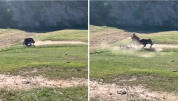 Terrifying video: A raging bull tackles a mountain cyclist