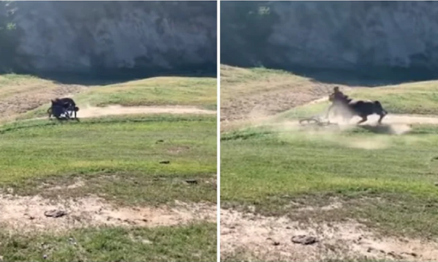 Terrifying video: A raging bull tackles a mountain cyclist
