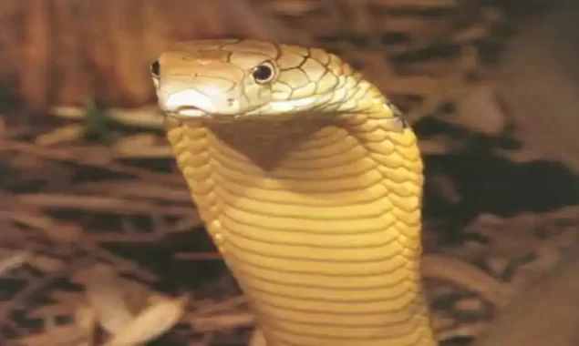 Tamil Nadu Police are looking for a woman who used a snake to rob people