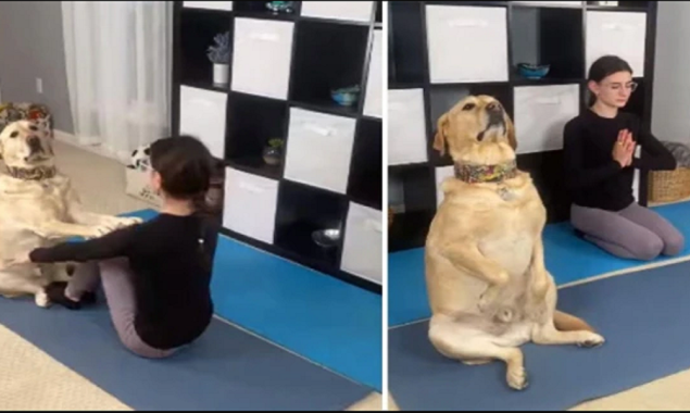 Best workout partner: Dog does yoga with the owner went viral
