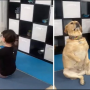 Best workout partner: Dog does yoga with the owner went viral
