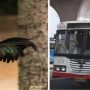 Rooster was charged Rs 30 for travelling by state bus in Telangana