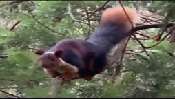 Watch Video: A beautiful giant squirrel leaps and climbs the trees