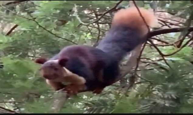 Watch Video: A beautiful giant squirrel leaps and climbs the trees